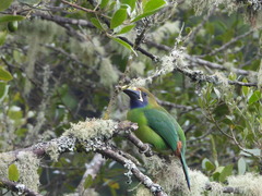 Aulacorhynchus prasinus