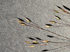 Agrostis venusta