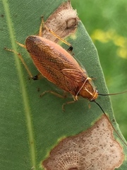Balta bicolor