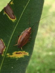 Balta bicolor