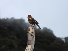 Piranga bidentata