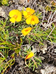 Pultenaea fasciculata