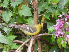 Piranga bidentata
