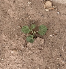 Malvella leprosa