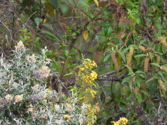 Galphimia glauca
