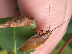 Balta bicolor