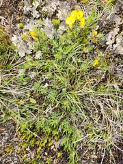 Pultenaea fasciculata