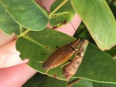 Balta bicolor