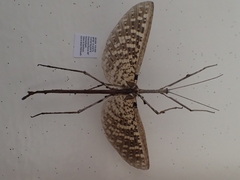 Paronchestus cornutus