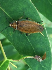 Balta bicolor