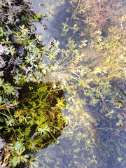 Ranunculus amphitrichus