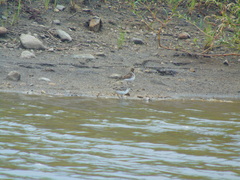 Calidris pusilla