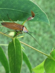 Balta bicolor