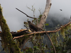 Turdus plebejus