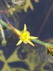 Ranunculus amphitrichus