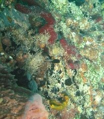 Stegastes partitus