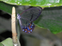 Pseudohaetera hypaesia