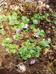 Viola curtisiae