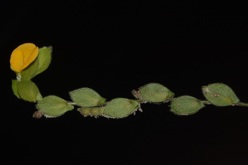 Image of Zornia bracteata by (c) Brian Finzel, some rights reserved (CC BY-SA)