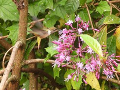 Selasphorus scintilla