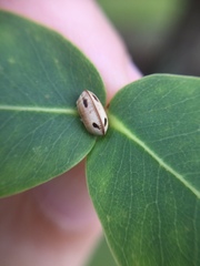 Balta bicolor