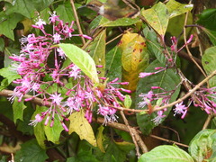 Selasphorus scintilla