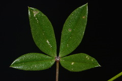 Zornia bracteata