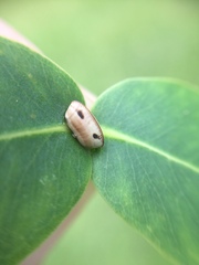 Balta bicolor