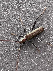 Xystrocera virescens