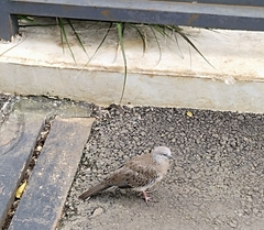 Streptopelia chinensis tigrina