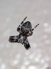 Larinioides sclopetarius