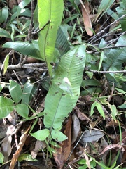 Grypothrix triphylla