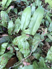 Grypothrix triphylla