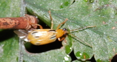 Diabroticina