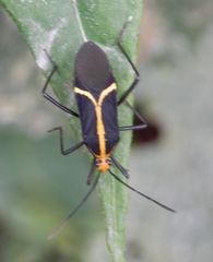Hypselonotus linea