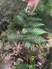 Pteridium esculentum