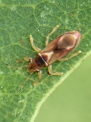 Thaumastocoris peregrinus