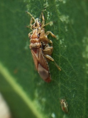 Thaumastocoris peregrinus