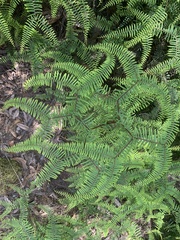 Gleichenia