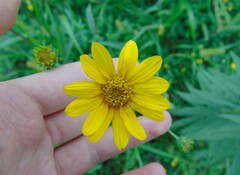Heliopsis helianthoides
