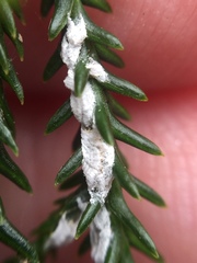 Paraferrisia podocarpi