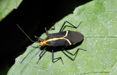 Hypselonotus linea
