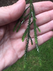 Paraferrisia podocarpi