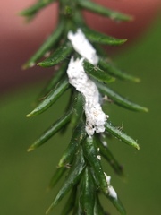 Paraferrisia podocarpi