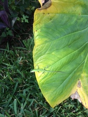 Anolis carolinensis