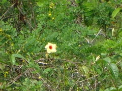 Mandevilla hirsuta