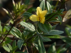 Barleria prionitis
