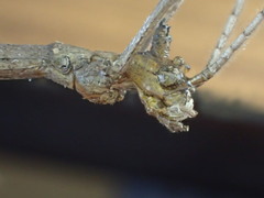 Paronchestus cornutus