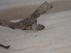 Paronchestus cornutus