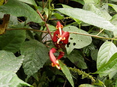 Centropogon granulosus